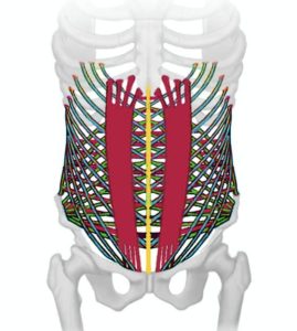 EMG-Biofeedback Beckenbodentraining
